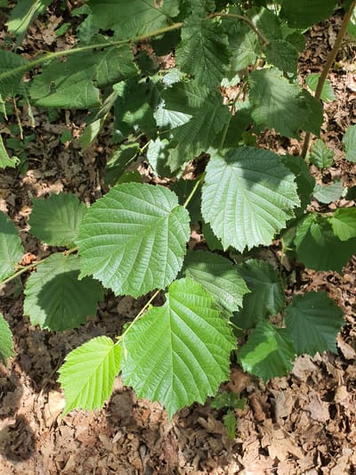 The image shows a close-up view of green leaves from a deciduous tree, possibly hazelnut, growing in a forest floor environment. The leaves are broad with serrated edges and prominent venation. The ground is covered with dry brown leaves and twigs, indicative of a woodland setting. Sunlight filters through the canopy, casting shadows on the leaves and ground. The location is in Falkensee, Germany. There are no people or animals visible in the image.