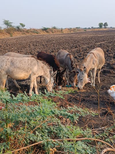 The scene depicts six donkeys in a rural field in Kottalapalli, India. The foreground is dominated by green, leafy shrubbery and dry branches. Six donkeys are visible in the midground, with five clearly identifiable and one partially obscured. The donkeys range in color from light grey and tan to dark brown. All visible donkeys have their heads lowered, actively grazing or foraging on sparse vegetation from the dark brown, freshly tilled, clumpy soil of an agricultural field. One light grey donkey in the mid-left features a rope halter. Near the donkeys, light blue plastic debris and a white bag are present on the ground. In the background, a raised dirt bank or path is visible, bordered by dry shrubs and a few scattered trees with some green foliage. The sky is a light, hazy blue, suggesting ambient daylight.