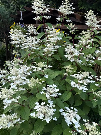 A close-up, vertical shot shows a lush hydrangea bush with abundant white flowers and dark green leaves. The flowers are clusters of small, star-shaped petals, with some clusters appearing more developed than others. The stems of the bush are reddish-brown. In the background, partially obscured by the foliage, is a wooden pergola structure with some hanging planters containing yellow and blue flowers. A dark green evergreen tree is visible to the left. The overall scene suggests an outdoor garden setting, likely in a residential area, with the provided location of Залесье Снт, Russia, indicating it is a dacha or country house garden. There are no people or animals visible in the image, and no specific actions are depicted. The lighting suggests it is daytime, possibly late afternoon or early evening.