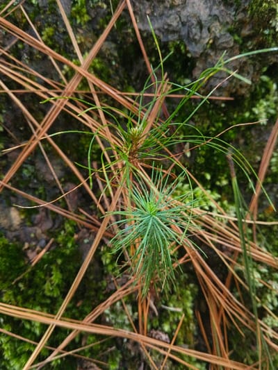 A close-up shows two small pine tree saplings amidst fallen brown pine needles and green moss. The bottom sapling features dense, short, green needles arranged in a radial pattern. The top sapling has longer, sparser, green needles, some with a slight curve. The needles lie scattered across a backdrop of moss and dark soil.