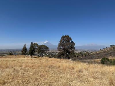 The image depicts a panoramic landscape overlooking San Gregorio Zacapechpan, Mexico, under a clear blue sky. The foreground is dominated by an expansive field of dry, golden-brown grass. In the midground, a cluster of four trees is visible, comprising three taller, slender trees and one broader, fuller tree. Below them, the town of San Gregorio Zacapechpan appears, characterized by numerous buildings with light-colored roofs scattered amidst green and grey patches. To the right midground, a sloping hillside is covered in dry vegetation with some darker, potentially burnt areas, and a large, leafy tree stands prominently. In the background, two prominent volcanoes are visible: to the left, Popocatépetl, a conical stratovolcano with a visible plume of white smoke or ash rising from its crater; to the right, Iztaccihuatl, an elongated, multi-peaked mountain with visible snow or light rock formations near its summits. The sky above is entirely clear and blue. No individuals or explicit human actions are present.