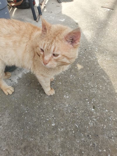 An orange tabby cat is sitting on a gray concrete surface in Хаджийско, Bulgaria. The cat is positioned to the left of the frame, looking down with its front paw extended slightly. The concrete has a speckled texture and some discoloration. A portion of a black and gray object, possibly a chair or other piece of equipment, is visible in the lower left corner. The lighting suggests it is daytime.