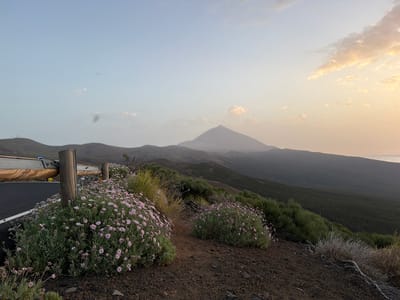 This is a wide-angle, horizontal outdoor photograph taken at dusk on a mountain overlooking a valley and a distant volcano. In the foreground, a road with a white line borders a wooden guardrail. Pink flowers bloom in clusters on the roadside. The middle ground features rolling hills covered in vegetation, with a narrow dirt path winding through it. The background is dominated by a large, conical volcano, possibly Mount Teide, under a hazy sky with soft clouds. The overall lighting suggests sunset or sunrise, with warm tones in the sky. The scene appears to be a natural landscape, possibly a scenic overlook. There are no people or animals visible in the image. The location is identified as being on a mountain in La Orotava, Spain.