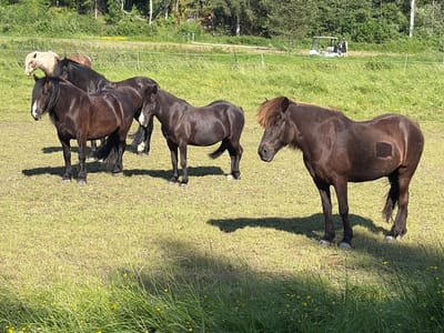 In Lørenskog, Norway, a group of five horses is depicted in a sunlit, grassy field. Four of the horses are dark brown, with one standing closer to the foreground and to the right, its head down, appearing to be grazing. Another dark brown horse is positioned behind it, facing left. Two more dark brown horses are clustered together to the left, one with a white blaze on its face. A fifth horse, light cream or white in color, stands behind the dark brown horses on the far left. The background features a line of trees and vegetation, with a white fence separating the field from a slightly elevated area where a golf cart and two individuals are visible. The ground is covered in green grass, with patches of sunlight and shadow. Small yellow wildflowers are scattered throughout the foreground grass.