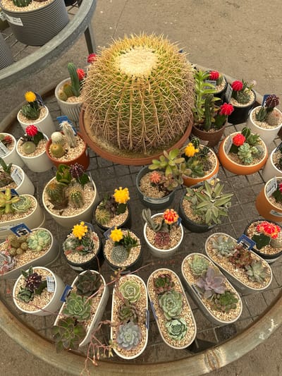 This is a high-angle, full shot of a display of assorted cacti and succulents at a plant nursery in Yagur, Israel. The plants are arranged on a multi-tiered circular metal stand, with a rough concrete or asphalt surface visible beneath. The largest plant, a barrel cactus, is centrally located, while other smaller potted plants fill the rest of the display. Many of the plants have brightly colored flowers, predominantly red and yellow. Some plants have small white tags with text, likely pricing or identification. The lighting suggests an outdoor setting with natural daylight.