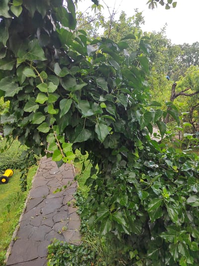The image depicts a stone pathway in a garden in Yuzhnyy, Russia. The pathway is made of irregularly shaped dark gray stones and is bordered by lush green grass and dense ivy foliage. The ivy overhangs the pathway in places, creating a natural archway. To the left of the pathway, a yellow and black lawn mower is visible on the grass. In the background, trees and other greenery suggest a park or natural setting. The sky is overcast, indicating cloudy weather. There are no people visible in the image.