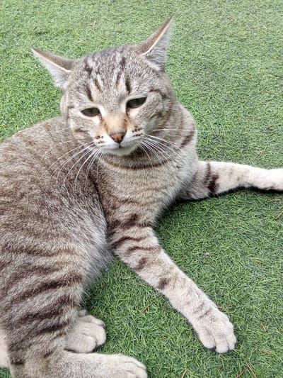 A tabby cat with gray and black stripes lies on a patch of green, artificial grass. The cat's eyes are partially closed, and its whiskers are spread wide. The cat is positioned on its side, with its front paws extended to the right and its hind legs tucked beneath its body. The background consists of the same artificial grass, with a few sparse, brown twigs visible. The image is a close-up shot, focusing on the cat and its immediate surroundings. The image was taken in Altai, Kazakhstan.
