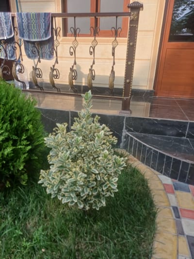 The image depicts an outdoor scene in front of a building in Jumashuy, Uzbekistan. In the foreground, there are two bushes. One is a dense, dark green shrub on the left, and the other is a smaller, variegated bush with green and white leaves in the center. The ground is covered in green grass. Behind the bushes, there is a dark marble tiled area with steps. A decorative metal railing with ornate scrollwork and leaf motifs runs along the top of the steps and balcony. The railing is supported by a brown wooden post with decorative metal accents. In the background, there is a beige-colored building with a brown wooden door and window. Two patterned towels are hanging on the railing. A clear plastic water bottle is visible on the ground near the railing. The image appears to be taken during daylight.