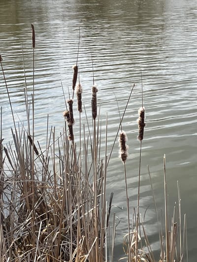 The image depicts a static scene at the edge of a body of water in Vinnytski Khutory, Ukraine. The foreground is dominated by a dense cluster of dry, light brown cattail (Typha) stalks, many extending vertically upwards from the lower portion of the frame. Several mature cattail seed heads, dark brown in color, are visible, some actively dehiscing with visible white, fluffy seed material protruding. The water surface, which occupies the upper two-thirds of the image, is characterized by numerous horizontal ripples and reflections, indicating slight movement. The lighting suggests an outdoor environment, possibly under natural daylight. No individuals, animals, or active interactions are present within the frame. The overall color scheme is natural and muted, indicative of natural wetland or lakeside vegetation during a dormant season.