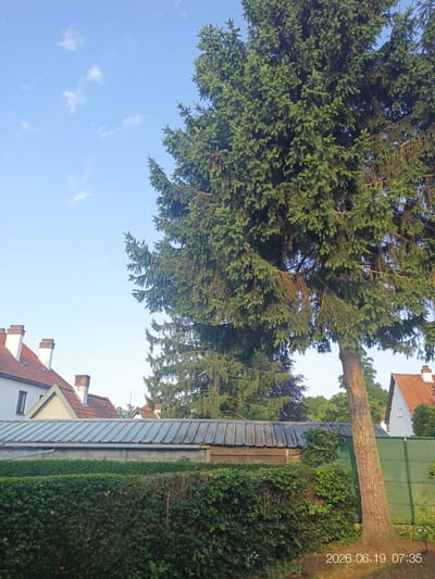 The image captures an outdoor scene on a clear day, with a blue sky featuring scattered white clouds. The foreground is dominated by a large evergreen tree with a rough, textured trunk. Below the tree, a dense green hedge forms a barrier. Behind the hedge, a weathered, corrugated metal roof covers a structure. Further back, the roofs of houses with red tiles and white walls are visible, some with brick chimneys. To the right of the scene, a green fence runs along the property line. The lower right corner of the image displays a timestamp: "2026.06.19 07:35". The image is taken in Beringen, Belgium. There are no people or animals present. The overall atmosphere is tranquil and residential.