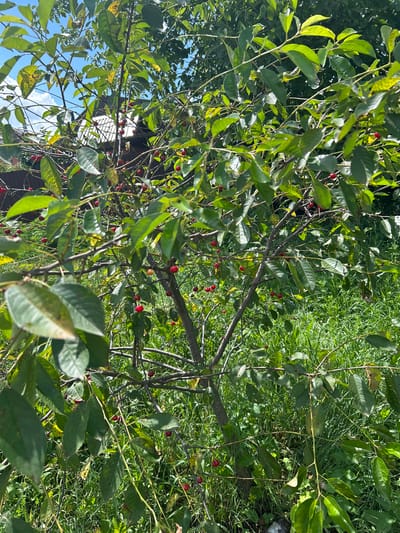 The image shows a close-up view of a tree branch laden with small, red cherries. The cherries are ripe and scattered amongst the vibrant green leaves, some of which display yellowing or browning spots. The branches are thin and winding, reaching out into the frame. In the background, lush green grass and foliage are visible, suggesting an outdoor, natural setting. Sunlight dapples through the leaves, casting shadows and highlighting the textures of the foliage and fruit. The sky, a bright blue with hints of white clouds, is visible in the upper left portion of the image, peeking through the canopy. A building with a dark, textured facade and a white-tiled roof is partially visible behind the branches, suggesting the tree is growing near a structure. The overall impression is one of a late summer or early autumn harvest. There is no visible text.