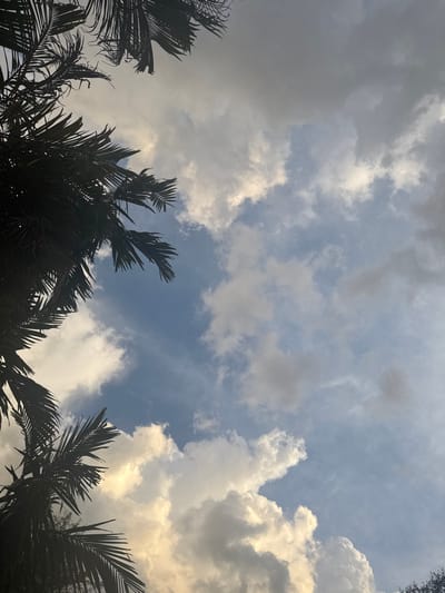 The image displays an upward view of the sky over Miami Shores, United States of America. Dark, silhouetted palm fronds frame the scene from the upper left, lower left, and upper-central portions of the frame. The sky exhibits a combination of clear blue areas and scattered cumulus clouds. These clouds vary in density and coloration, presenting both bright white formations with yellowish illumination, suggesting sunlight from an unseen source, and darker gray regions. No people, animals, or artificial structures are visible, and no actions or interactions are depicted within the static frame.