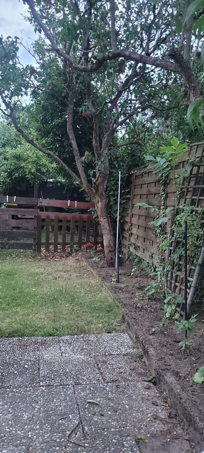 The image depicts a small backyard or garden area. In the foreground, a grey, pebbled pathway leads into the scene. To the left is a patch of green grass. A wooden fence, constructed of horizontal planks and vertical posts, runs across the midground. Clothes pegs of various colors are attached to some of the fence planks. A mature tree with a thick, gnarled trunk stands to the right of the fence, its branches extending upwards and outwards. Behind the tree and fence, there is a dense collection of green foliage and trees, suggesting a densely vegetated area. A wooden trellis with climbing plants is visible along the right edge of the scene, against another fence. The ground around the tree and along the trellis appears to be soil. There are two small red flowers visible near the base of the tree, in front of the fence. A tall, thin white pole is positioned vertically near the tree. The lighting suggests it is daytime, possibly overcast. The scene appears to be a private residential garden.