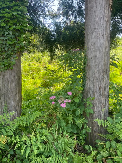 The image depicts a dense, green forest scene with two large tree trunks dominating the foreground. The trunk on the left is partially covered in ivy, while the trunk on the right is bare with visible bark texture. In between the trees, a cluster of pink flowers is visible, surrounded by lush green ferns and other foliage. Sunlight filters through the canopy, creating a dappled effect on the undergrowth. The background shows a dense, bright green forest floor. The overall impression is one of a wild, untamed natural environment. The location is a forest in Buknari, Georgia. There are no people visible in the image.
