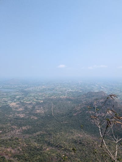 The image presents an elevated, panoramic view of a vast landscape in the vicinity of Kadaladi, India. The upper half of the frame is dominated by a clear, light blue sky with minimal, distant cloud formations. In the immediate foreground, positioned on the right side, are partially bare branches of a tree, exhibiting some green foliage. The midground features an extensive area of densely wooded, undulating terrain, characterized by shades of dark green and brown vegetation. A distinct, narrow, lighter-colored path or track is visible winding through this forested landscape. Beyond the hilly midground, the background reveals a flatter plain with discernible agricultural fields, numerous scattered buildings indicating human settlements, and a visible body of water, possibly a lake or reservoir, towards the left horizon. A winding river is also visible traversing the distant plain towards the right. The distant horizon appears hazy. No individuals, specific actions, or interactions are present in the scene.