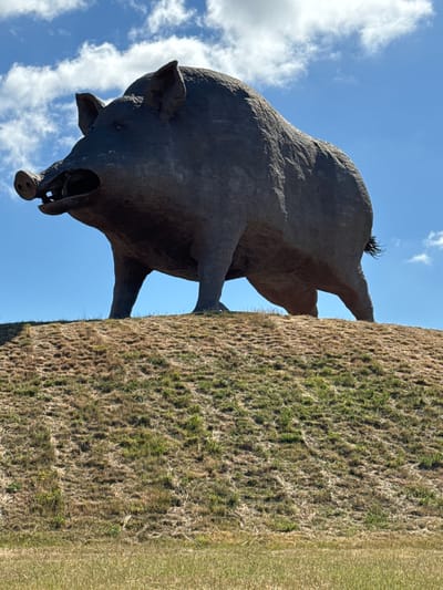 A monumental, dark-colored sculpture of a wild boar stands on a grassy knoll under a bright blue sky with scattered white clouds. The boar is depicted in a mid-stride pose, facing left, with its mouth open and tusks visible. Its snout is prominent, and its ears are perked forward. The sculpture has a textured surface, suggesting it is made of metal or stone. The knoll is covered in dry, yellowish-brown grass with patches of green. In the foreground, a field of greener grass is visible. The sculpture is situated in the town of Saulces-Monclin, France, specifically at the "cochon" (pig) monument which is a significant landmark there. There are no people or animals present in the image.