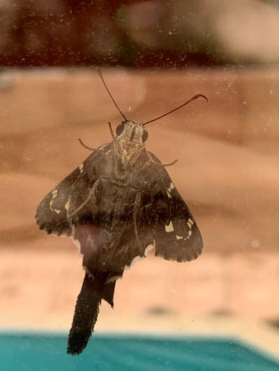 A dark-colored moth or skipper is depicted in a dorsal view, positioned against a clear, vertical pane, likely glass, in Lauro de Freitas, Brazil. The insect exhibits a robust, furred body with prominent compound eyes and two dark, clubbed antennae extending backward. Its wings are predominantly dark brown to black, marked with irregular white or pale cream spots, particularly on the forewings. A distinct, dark, feathered, tail-like appendage extends from the posterior end of its abdomen. The background, visible through the clear pane, consists of an out-of-focus reddish-brown surface in the upper portion and a bright blue body of water, consistent with a swimming pool, in the lower portion. No human subjects or discernible actions are present.