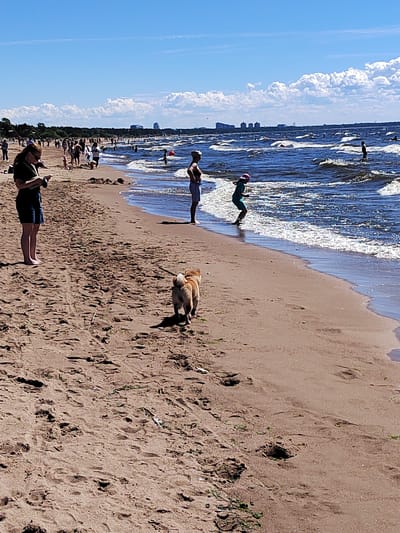 The image depicts a sunny day at a crowded beach in Solnechnoye, Russia. The sky is a clear blue with some white, fluffy clouds. The sea is a deep blue with moderate waves and white foam. Several people are visible on the sand and in the water. In the foreground, a woman with long dark hair and sunglasses is looking at her phone, wearing a dark top and blue shorts. A light brown dog on a leash is walking away from the viewer in the sand. Further down the beach, a person wearing a white hat and shorts stands near the water's edge. A child in a green outfit and a pink hat is running into the water. Other people are scattered along the beach and in the water, some swimming and others walking. In the distance, a line of trees and buildings is visible along the coastline. The overall mood appears relaxed and enjoyable, typical of a summer day at the beach. The time of day is likely midday, given the bright sunlight and clear skies. There are no visible text elements in the image.