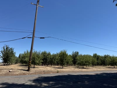 An exterior, daytime, eye-level, medium shot captures a dry, dusty field filled with rows of mature, green-leafed trees. The trees appear to be fruit trees, possibly almonds, given the arid landscape and agricultural setting. A single, weathered wooden utility pole stands prominently in the foreground, slightly off-center to the left, with several thick, black power lines extending horizontally across the clear, vibrant blue sky. These lines are attached to the pole via insulators. The ground beneath the trees is parched and brown, with some scattered dry leaves and debris visible. In the far left, a single large rock with a broken wooden post leaning against it is present. A paved road runs along the bottom of the frame, casting long shadows from an unseen source to the right. The scene suggests a rural or agricultural area outside the city limits of Woodland, California, United States, likely during a dry season. No people are present in the image.