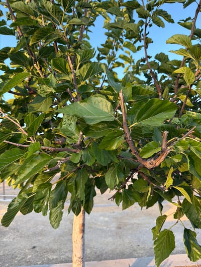 A medium shot captures the lush green leaves and branches of a young tree, possibly a mulberry, with a clear blue sky visible in the background. The trunk of the tree, rough and light brown, extends upwards from the bottom of the frame. The ground below appears to be a mix of light-colored gravel and concrete, with a glimpse of a metal fence in the distance. The scene is located in Journalists Village, Cyprus. The image focuses on the natural elements of the tree, its detailed foliage, and the surrounding urban environment. There are no people or animals present in the frame.