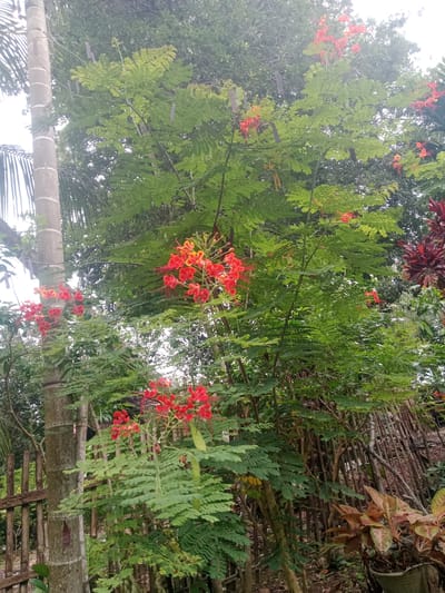 The image shows a close-up view of a flamboyant tree with vibrant red and yellow flowers, set against a backdrop of lush green foliage. The tree is located in a yard in Mancang, Indonesia, as indicated by the presence of a traditional bamboo fence and an assortment of tropical plants. The overall atmosphere is one of natural beauty and tranquility.