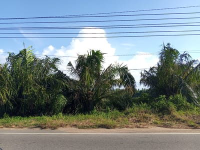 A daytime shot displays roadside vegetation in Payabeunyot, Indonesia, under a partly cloudy sky. Trees and dense shrubbery fill the frame behind a paved road with a white line. Utility wires stretch horizontally across the upper portion of the image.