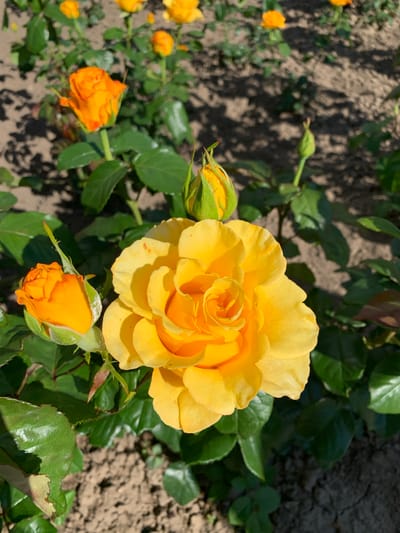 This is a close-up, eye-level shot of a vibrant yellow rose in full bloom. The rose is the primary subject, with its intricate layers of petals unfurling to reveal a tightly curled center. To the left of the main rose, a green bud is partially visible. In the lower right corner, another orange rose bud is in focus, its petals tinged with a deeper orange at the tips. Throughout the background, out-of-focus orange rose blooms and buds are scattered, creating a bokeh effect. The leaves are a deep green and appear healthy, contrasting with the dry, sandy soil beneath. The scene is bathed in bright sunlight, casting dappled shadows from the foliage onto the ground, suggesting it is daytime, likely outdoors in a garden or rose field. No people, text, or specific landmarks are visible. The overall impression is one of natural beauty and the peak of a rose's bloom.