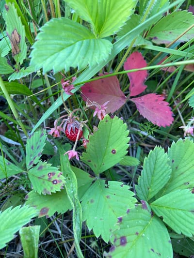 A close-up, eye-level shot of a wild strawberry plant in a natural setting, possibly on the outskirts of Vyshkov, Russia. The focal point is a single, ripe red strawberry, suspended from a thin stem, with delicate pink sepals. The strawberry is surrounded by lush green leaves, some of which exhibit characteristic serrated edges and are speckled with reddish-brown spots, indicative of natural weathering or a mild ailment. A few vibrant red leaves are interspersed, adding a splash of contrasting color to the predominantly green foliage. The background is a soft blur of more greenery and dried grasses, suggesting an outdoor, possibly uncultivated area. No people are present, and the scene is static, depicting a moment of natural growth.