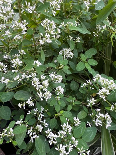 A vibrant close-up showcases a dense cluster of Diamond Frost Euphorbia, characterized by dainty white bracts forming delicate blooms amidst a backdrop of rounded, green foliage. Leaves exhibit subtle venation and a slightly waxy texture. The plant's sprawling nature creates a lush, textured display.