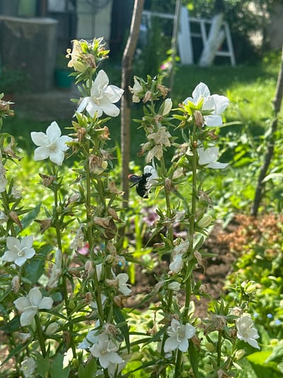 A close-up shot captures a cluster of delicate white bell-shaped flowers against a blurred background of lush green foliage and earthy tones. The flowers, with their five distinct petals, are dotted along thin green stems, some in full bloom and others in various stages of development, including buds and withered remnants. A striking detail is a small insect, possibly a bee, with a black body and reddish abdomen, perched on one of the blooms, its wings slightly raised as if in mid-action.

The sunlight filters through the leaves, creating a dappled effect and highlighting the textures of the petals and the intricate structure of the insect. The image conveys a sense of natural beauty and the vibrant life of a garden. The overall impression is one of a peaceful, sunlit day, likely in the warmer months, given the blooming flowers and active insect.

The scene appears to be outdoors, within a garden setting, judging by the presence of plants, soil, and what might be garden structures in the blurred background. There is no visible text within the image. The orientation of the photograph is such that the flowers are presented horizontally across the frame.