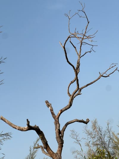 The scene, located in Logba Adzakoe, Ghana, displays a solitary, prominent dead tree against a clear, light blue sky. The tree, centrally positioned, features a robust trunk from which numerous gnarled, interlocking branches extend upwards and outwards, completely devoid of foliage. The bark is a textured brownish-grey, exhibiting visible signs of weathering and irregular surfaces. Scattered vegetation, including leafy plants and tall grasses, is partially visible along the lower left and right edges of the frame. No individuals, animals, or discernible actions are present within the captured image.