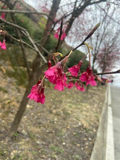 A close-up captures vibrant pink cherry blossoms dangling from a branch. The blossoms are the focal point against a backdrop of a textured earth-toned ground. The scene also includes blurred foliage and a structure in the distance. The blossoms exhibit a delicate, paper-like texture, with multiple layers of petals. The overall impression is one of spring's arrival.