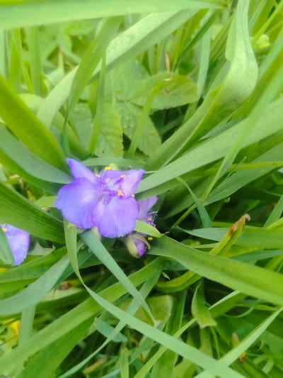 A close-up, vertical, eye-level shot shows a cluster of purple spiderwort flowers and buds nestled amongst lush green grass. The main flower in focus is a vibrant purple with three petals and yellow stamens. To its left, a partial view of another purple flower is visible. To the right of the main flower, a tightly closed purple bud is present. The background is a dense blur of green blades of grass, suggesting an outdoor, natural setting. No people or specific urban landmarks are depicted. The scene is likely located in a grassy area within Kashino, Russia.