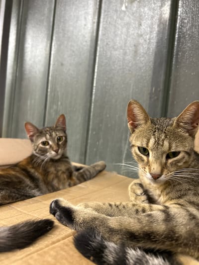 The media file shows two tabby cats in an indoor setting. One cat is in the foreground, looking down at the camera. It has green eyes, white whiskers, and a striped pattern on its fur. The cat is lying down on a cardboard surface, with one paw visible. Behind this cat, another tabby cat is visible, also lying down. This cat is also looking towards the camera, with its head tilted. The background consists of a metallic, ribbed surface, possibly a wall or a garage door. The lighting suggests it might be daytime, but there are no clear indicators of weather. The overall impression is one of curiosity from the cats, as they seem to be observing the person taking the photo. There is no visible text in the media file. The location context provided is Struma, Bulgaria, which could be relevant to the setting, suggesting a rural or domestic environment where cats might be found.