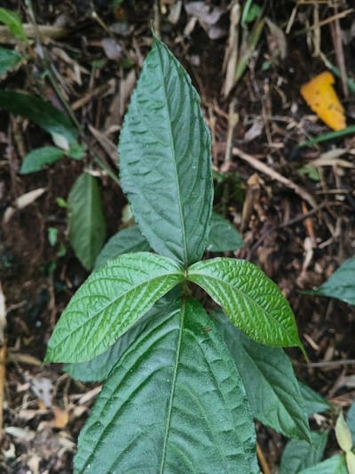 The image shows a small green plant with pointed leaves growing from the ground. The leaves have a ribbed texture and a vibrant green color. The background is a mix of brown leaves, twigs, and dirt, suggesting a forest or garden setting. A single yellow leaf is visible in the upper right corner.