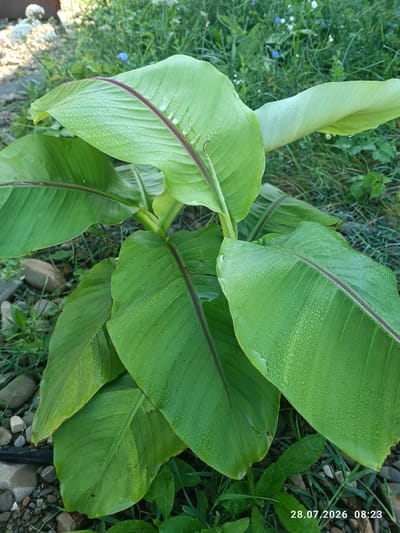 A close-up, eye-level shot captures a vibrant green banana plant with large, dewy leaves. The leaves are a lush green with prominent, darker red veins running down their centers. Tiny water droplets glisten on the leaf surfaces, suggesting dew or recent rain. The plant is situated outdoors, surrounded by a mix of lush green grass, small white flowers, and some scattered river stones of varying sizes. The ground also has a dark, thin irrigation hose visible. In the background, out of focus, is more greenery and a hint of what might be a pathway or raised area with loose stones. The lighting suggests it is early morning or late afternoon. The image is watermarked with "28.07.2026 08:23". There are no people or animals visible in the frame. The scene is set in an outdoor garden environment.