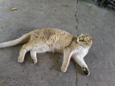 A ginger and white Scottish Fold cat is lying on a cracked concrete surface in Unarokovo, Russia. The cat is facing to the right, with its body elongated and its head turned back towards the viewer. Its fur is light brown with darker tabby markings on its back and sides. The cat has bright green eyes and its ears are folded forward. The concrete surface is grey and appears weathered, with several visible cracks running across it. There are a few scattered dry leaves on the ground. In the background, there is a glimpse of some metal fencing or structure and more dry leaves. The lighting suggests it is daytime, possibly overcast.