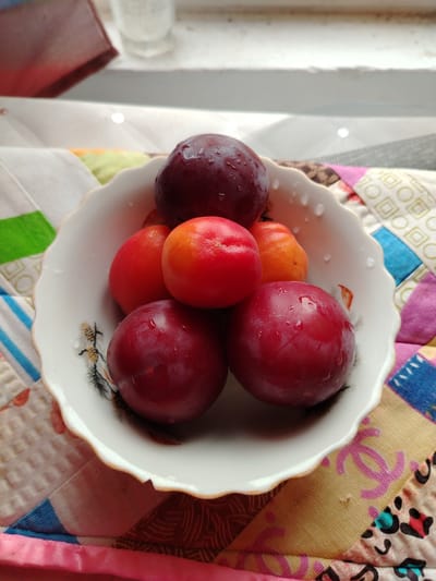 A white, scalloped bowl filled with plums sits on a colorful, quilted surface. The plums are ripe and glistening with water droplets. There are several dark purple plums and a few red and orange ones, possibly apricots or smaller plums, piled in the bowl. The bowl has a delicate floral design on the interior. The quilted fabric underneath is a patchwork of various patterns, including geometric shapes, a leopard print, and a pattern resembling the Chanel logo. In the background, a blurry window sill is visible, with a glass and a dark object, possibly a book or a box. The lighting suggests it is daytime. The overall impression is a still life arrangement of fruit in a domestic setting.
