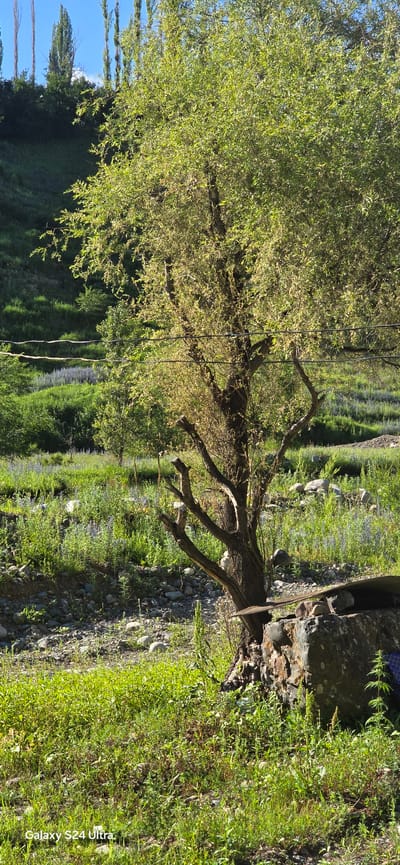 This media file depicts a scenic, natural setting with a focus on vegetation and water. The primary subjects are a tree with lush green foliage and its reflection in what appears to be a body of water. The tree is leaning over the water, with its branches reaching out and casting shadows. The ground around the water is covered in grass, rocks, and smaller plants, creating a wild and uncultivated appearance. In the background, more vegetation and trees are visible, suggesting a natural landscape. There are hints of a rocky bank or edge to the water, with some larger stones and debris. The scene is bathed in natural light, indicating it was taken during the daytime. The overall mood is peaceful and serene, capturing the tranquility of nature. There are no visible people or specific human-made objects, aside from what might be some thin wires running through the branches of the tree, possibly utility lines. The image has a watermark in the lower right corner that reads "Galaxy S24 Ultra." The location context suggests Almaluu, Kyrgyzstan, which is known for its natural beauty.