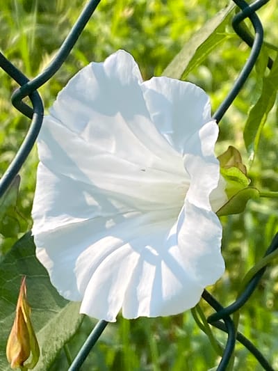A close-up, vertical, eye-level shot features a white morning glory flower in full bloom. The flower, with its trumpet-like shape and delicate, crinkled petals, is positioned slightly left of center. Sunlight casts shadows across its surface, highlighting its textured folds. The flower is partially obscured by a dark green, chain-link fence that runs diagonally across the frame from the top left to the bottom right. Behind the flower and fence, the background is a blur of vibrant green foliage, suggesting an outdoor environment. To the left of the flower, a single, dried bud, resembling a brown, elongated cone, is visible against a green leaf. The scene is set in the city of Pressbaum, Austria, where this image was captured.