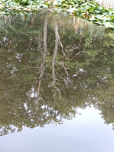 The image shows a reflection in water of trees with green leaves and lily pads on the surface. The reflection shows the trunks and branches of trees, as well as the underside of the lily pads. The water is calm, and the reflection is clear. The scene appears to be a natural setting, possibly a park or a pond within a city. There are no people or animals visible in the image.