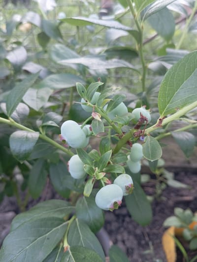 The image shows a close-up of a blueberry bush with several unripe, pale green blueberries. The blueberries are round and have small reddish-pink calyxes at their base. They are clustered on thin green stems, surrounded by broad, green leaves with visible veins. The background is out of focus, showing more foliage and the ground, which appears to be soil. The overall impression is of a healthy plant in a garden or natural setting. The location is specified as Keleberdivka, Ukraine.