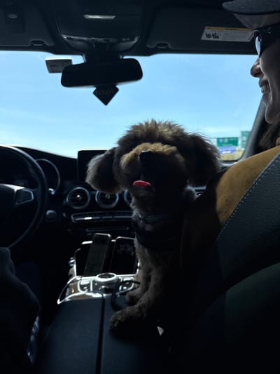 A medium-sized, brown-haired dog sits in the passenger seat of a car. The dog is wearing a collar. The dashboard of the car is visible. The sky is blue, and a sign is visible through the windshield. A partial view of a person is visible in the upper left corner of the image. The image was taken in Monroe Township, United States of America.