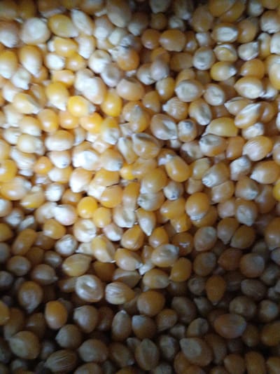 This is a close-up, overhead shot of dried corn kernels. The kernels are primarily yellow and white, with some appearing slightly darker or having a more muted tone. They are densely packed together, filling the entire frame of the image. The lighting creates highlights on the smooth surfaces of the kernels, suggesting a somewhat reflective quality. The focus is on the texture and pattern created by the individual kernels. There are no visible people or any indication of a specific location within the city of Martuni, Armenia, or any other urban setting. The image solely depicts a collection of uncooked corn.