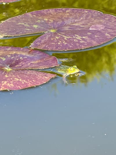 This image, taken in Anglininkai, Lithuania, depicts a frog and three water lily pads partially submerged in still water. The upper portion of the frame features two dark purple water lily pads with mottled light green and yellow patterns, floating on a surface of water that reflects a vibrant green, indicating overhead foliage. A distinct water droplet rests on the upper right lily pad. A bright green frog, with prominent yellow-green eyes, is positioned centrally, floating horizontally in the water between the two upper lily pads and a third partial lily pad visible at the bottom left. Its front limbs are slightly extended forward, and its body appears mostly submerged. The water surrounding the frog transitions from the reflected green to a clear, calm grayish-blue in the lower two-thirds of the image, reflecting the sky. Small white particulate matter is visible on the surface of the water and on the lily pads. No other subjects or actions are discernible.
