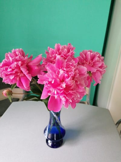 A still life photograph shows a bouquet of bright pink peonies in a dark blue glass vase. The vase rests on a light gray surface. Behind the vase, a turquoise wall is visible. The lighting suggests an indoor setting. The image does not contain any information about the city of Stropi, Latvia.