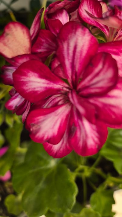 A close-up, vertical, full-frame shot focuses on the vibrant magenta and white petals of a flower. The flower's petals are wide and somewhat pointed, with distinct white streaks radiating from the center. Some petals appear slightly curled or faded at the edges. The background is softly blurred, revealing lush green foliage. The lighting is gentle, highlighting the texture and color of the flower. There are no people or discernable elements of the city of Jēkabpils, Latvia, visible in this image.