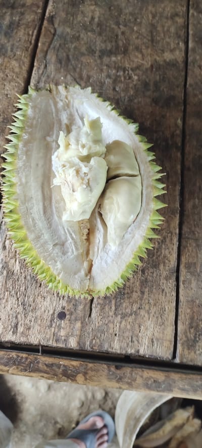 In Kilometer Delapan, Indonesia, a partially opened durian fruit rests on a weathered wooden surface. The spiky green rind of the durian is visible along the bottom edge of the frame, revealing the pale, creamy flesh and segments of the fruit within. The wooden surface appears to be a table or bench, with visible grain and some wear. In the lower portion of the image, a person's feet are visible, wearing a dark sandal, suggesting a casual, outdoor setting. The background is out of focus but appears to be a dirt or sand-covered area, possibly outdoors.