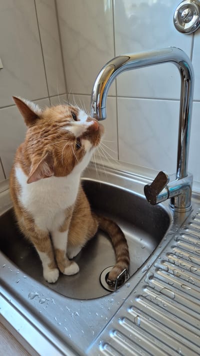 An orange and white cat is sitting in a stainless steel sink, its nose touching the spout of a chrome faucet. The cat's body is angled towards the faucet, and its gaze is directed upwards at the metal. The sink is wet, with water droplets visible on the surface. The background consists of white tiled walls. The faucet is modern, with a single lever handle. The overall impression is one of a curious animal interacting with a common household fixture. The image does not contain any specific indicators to place it in Miltenberg, Germany.