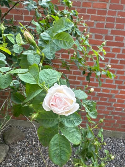 An outdoor, slightly elevated, medium shot captures a pale pink rose in full bloom, positioned in the lower right quadrant of the frame, with its delicate petals unfurling. The rose bush, laden with numerous small buds in various stages of development, extends upwards and to the left, its lush green foliage creating a vibrant contrast against a backdrop of weathered, red brickwork. The brick wall, extending across the entire upper portion of the image, displays a pattern of horizontal and vertical lines, with visible mortar. Below the rose bush, a patch of coarse, dark grey gravel is visible, interspersed with a few larger, grey stones, suggesting a garden setting. The lighting indicates it is daytime, with soft shadows and natural illumination. The scene appears to be situated in a garden in Kolding, Denmark. There are no people or animals present in the image.